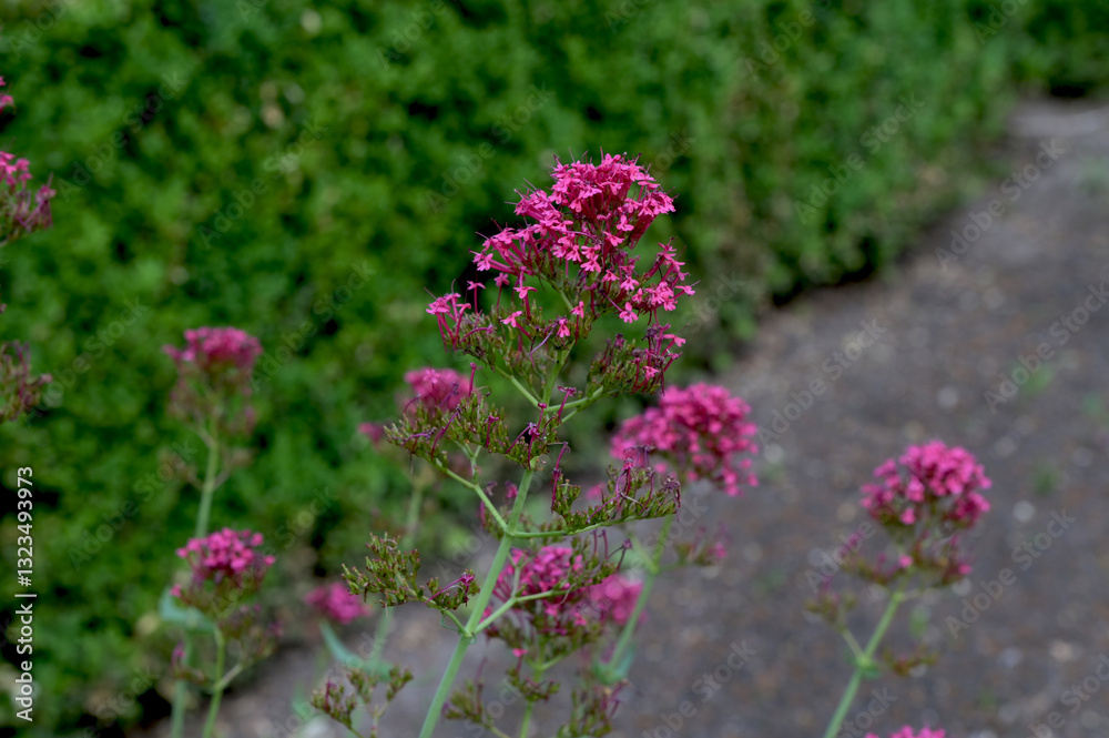 Fototapeta premium Pink blooming Centranthus ruber