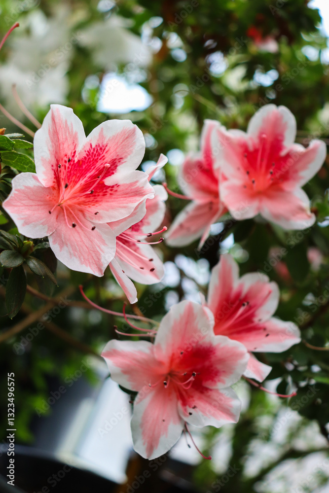 Azalea. Beautiful spring flowers. Rhododendron. Azalea. Beautiful spring flowers. Rhododendron.