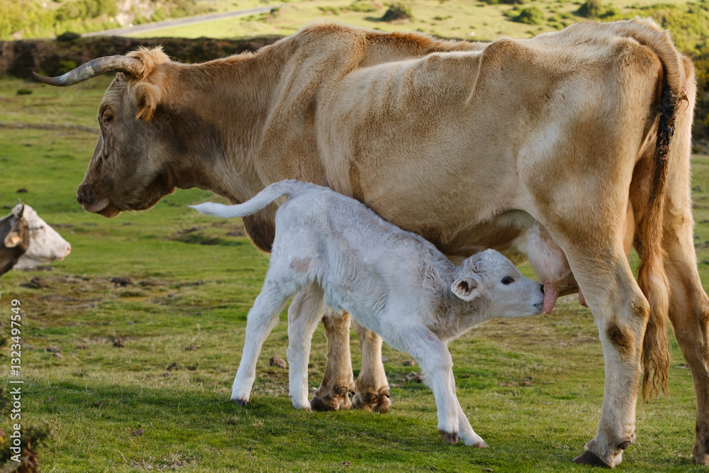 Milk cows on green grass in sunny day. Milk cows on green grass in sunny day.