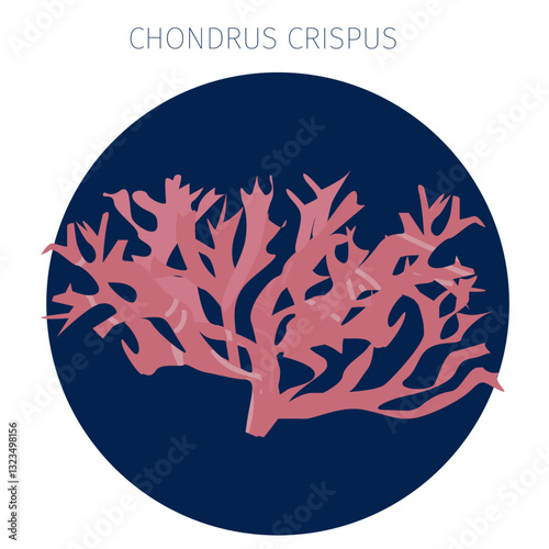 Chondrus crispus algae