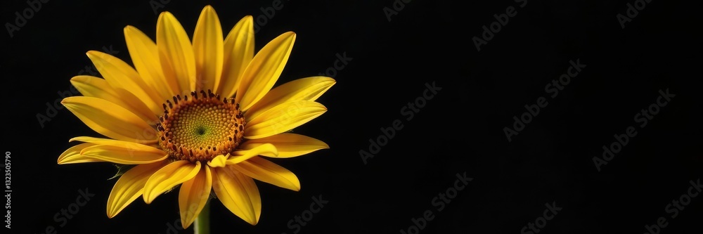 Obraz premium golden sunflower with black background and delicate petals, gold, colorful, dark background