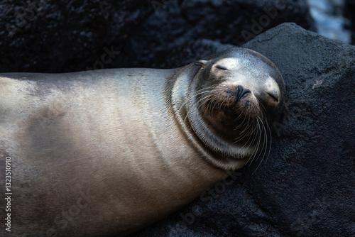 A sleeping sea lion.
