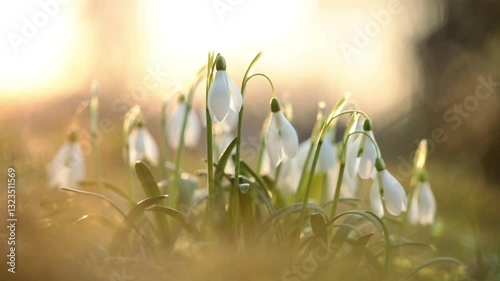  snowdrops in the forest