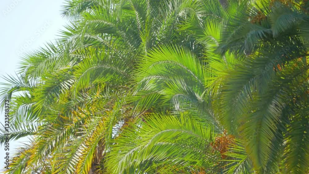 Zoomed view of palm fronds against a clear blue sky in California in 4k Zoomed view of palm fronds against a clear blue sky in California in 4k