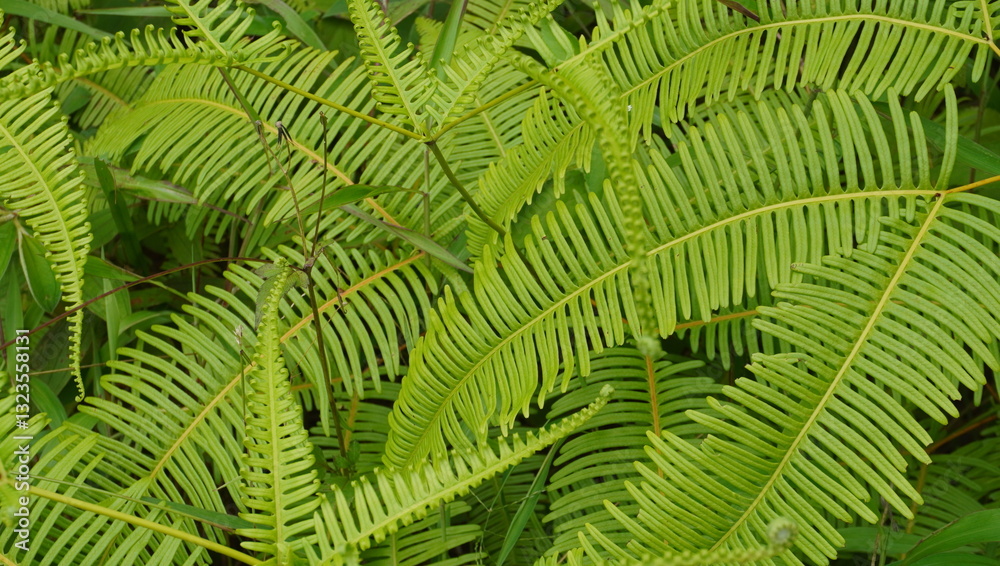 fern leaf background