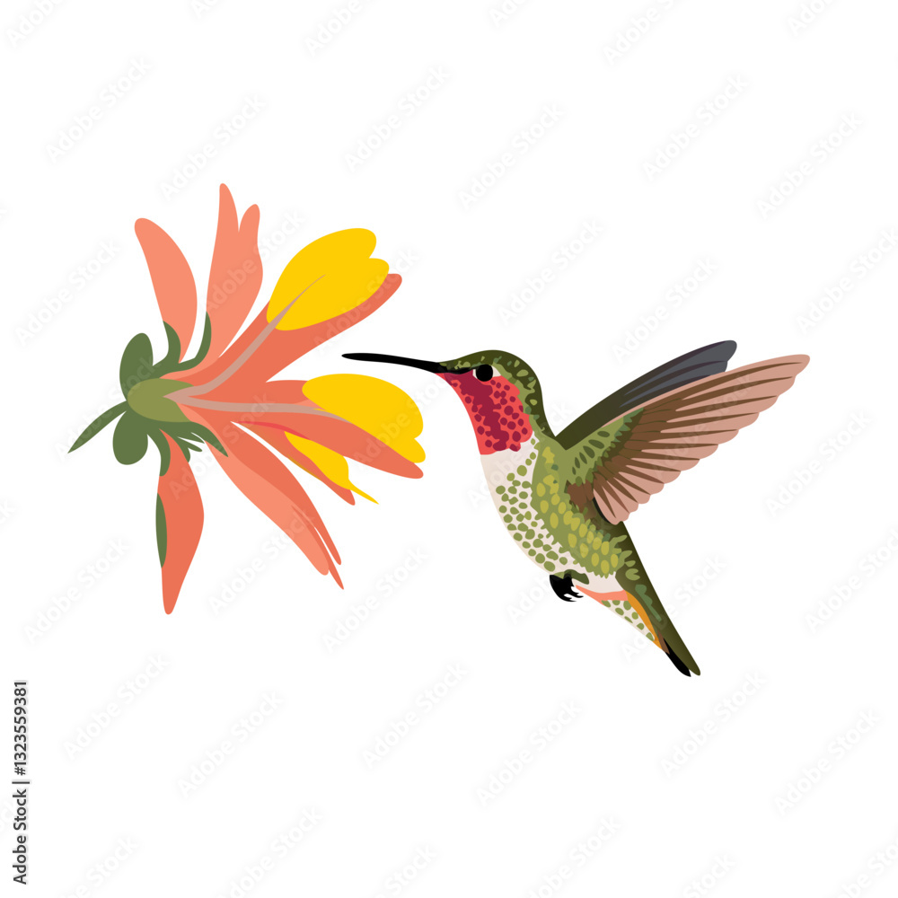 Obraz premium Colorful Hummingbird Feeding from Flower Vector for Nature Illustrations