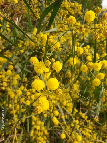 Acacia Saligna In Bloom Spring