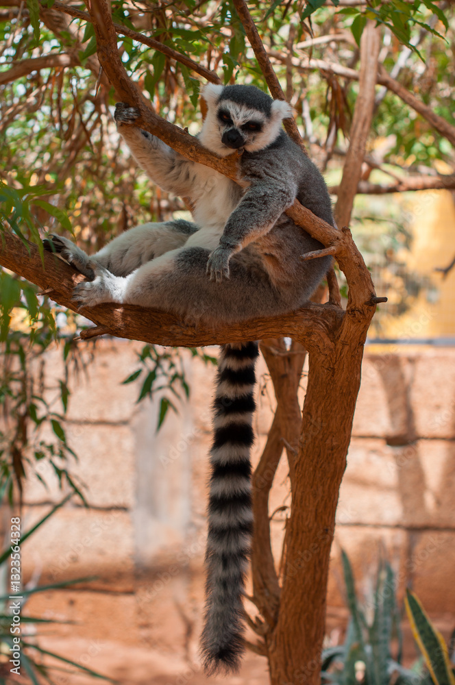 Fototapeta premium Ring-tailed lemur reclining on a tree branch with a relaxed expression in its natural habitat