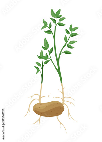 Potatoes plant growing process. Plants isolated on white background. Potato growth stage, planting process, plant life cycle infographic elements in flat design