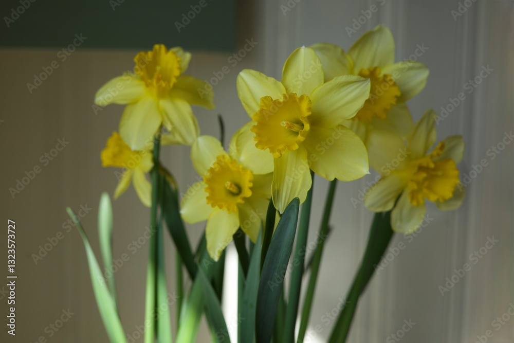 Fototapeta premium yellow daffodils in the sun