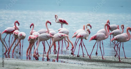 Flock of pink flamingos feeding in Larnaka Salt Lake, Cyprus. Stunning wildlife scenery with birds wading in shallow water, a Mediterranean nature travel destination. High quality 4k footage