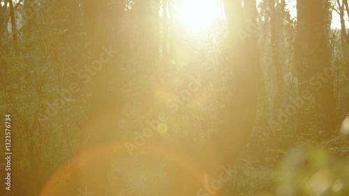 Serene Stream Flowing Through a Forest with Sunlight in the Background
