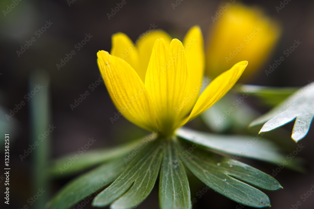 Yellow anemone, spring flowers in the garden.
