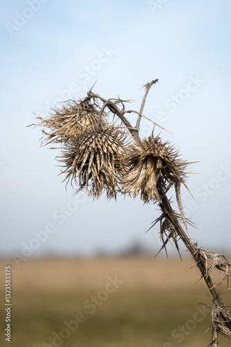 Seeds of a plant that clings to clothes
