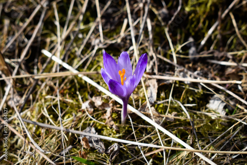 Pierwszy krokus (szafran spiski) w Tatrach - symbol wiosny