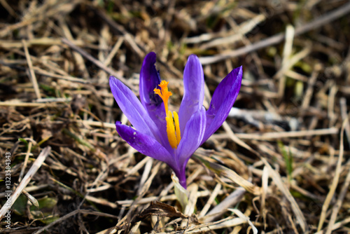 Pierwszy krokus (szafran spiski) w Tatrach - symbol wiosny