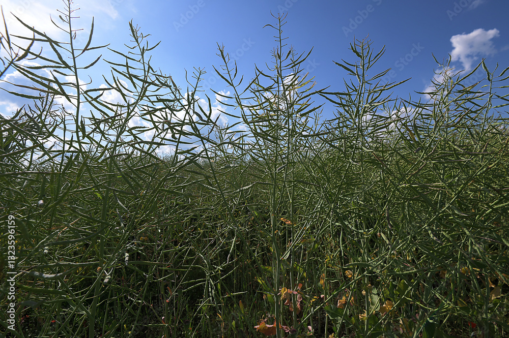 Fototapeta premium The green pods of a rapeseed field with a single red poppy flower among them.