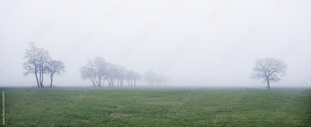 green grassy meadow and silhouettes of trees in morning mist