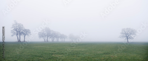 Obraz na płótnie green grassy meadow and silhouettes of trees in morning mist w salonie