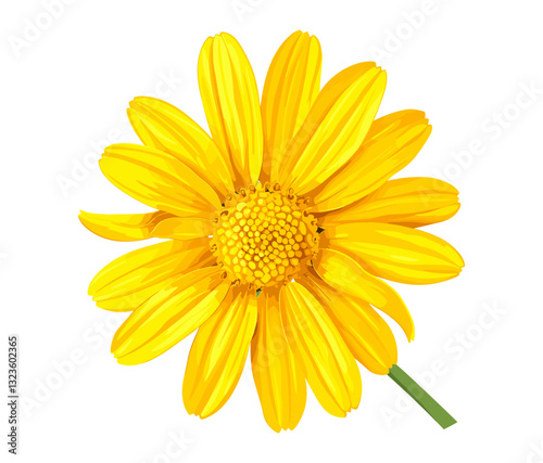 Beautiful yellow daisy flower isolated, vector flower, nature daisy, floral design, isolated yellow petals, fresh daisy, bright yellow flower, spring bloom, botanical illustration