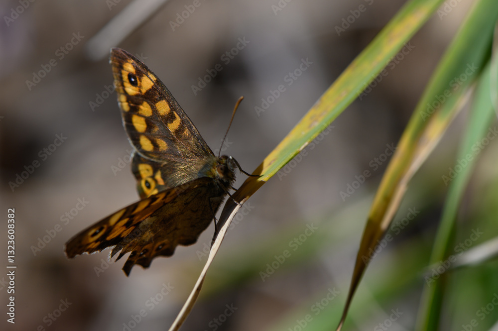 Stunning butterfly resting delicately on a vibrant green leaf in a serene natural setting Stunning butterfly resting delicately on a vibrant green leaf in a serene natural setting
