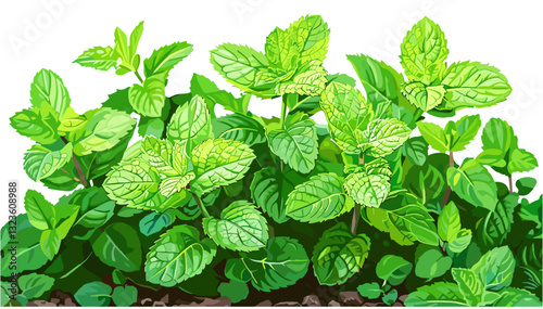 Green peppermint plant in garden, mint leaves, herbal plants, fresh peppermint, garden herbs, organic mint, aromatic herbs, natural plant, green herbs, healthy garden plants
