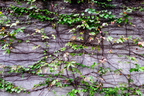 Background of fresh creeper with a cement wall with green leaves and brown stems of ivy close up selective focus copy space. Ivy on wall
