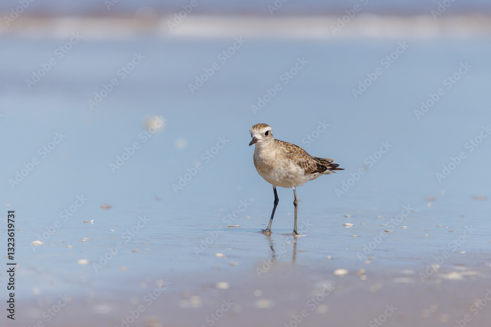 American Golden Plover (Pluvialis dominica) on the beach. American Golden Plover (Pluvialis dominica) on the beach.