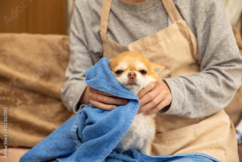 シャンプー後に身体を乾かすチワワ