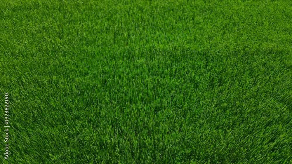 Lush Green Rice Fields Under Bright Blue Sky in Rural Landscape Lush Green Rice Fields Under Bright Blue Sky in Rural Landscape