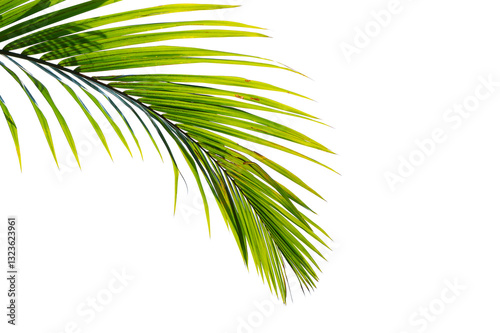 Palm leaf isolated on white background