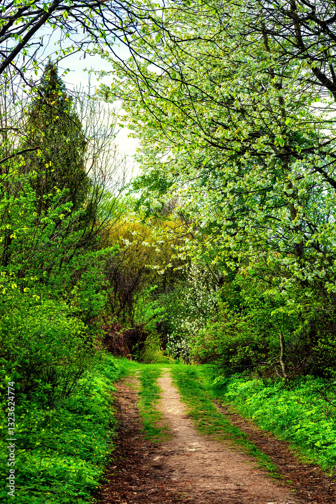 Obraz premium Footpath in green grass near spring blooming forest, selective focus