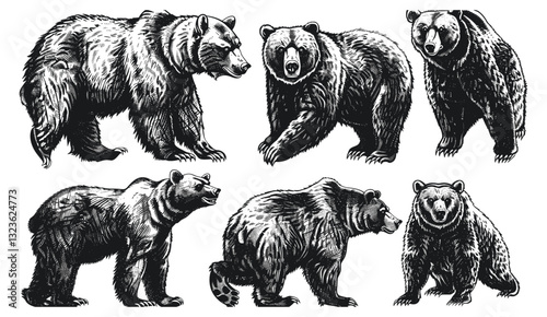 Grizzly bear vector, vintage engrave sketch, wild brown bear art, isolated bear set, ink illustration, wild animal vector, wildlife drawing, bear art, engraved grizzly design