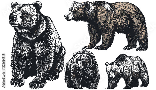 Vector brown bear illustration, wild grizzly bear, vintage ink sketch, isolated bear set, engraved wild animal art, vector grizzly, wildlife, bear background, wild animal drawing