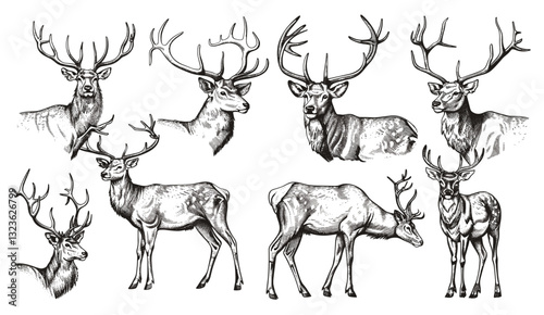 Vintage deer illustration, wild doe, stag, reindeer art, vector engraving, isolated ink sketch, nature background, wildlife art, animal design, forest scene, wildlife sketch
