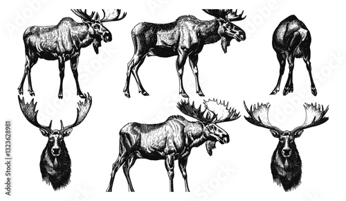 Wild elk vector art, vintage moose sketch, deer illustration, animal engrave set, elk design, wildlife ink art, nature scene, forest illustration, moose art, deer vector