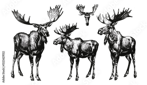Ink sketch vintage moose, wild elk illustration, deer vector art, wildlife engraving, elk silhouette, nature vector design, animal art, forest scene, moose engraving