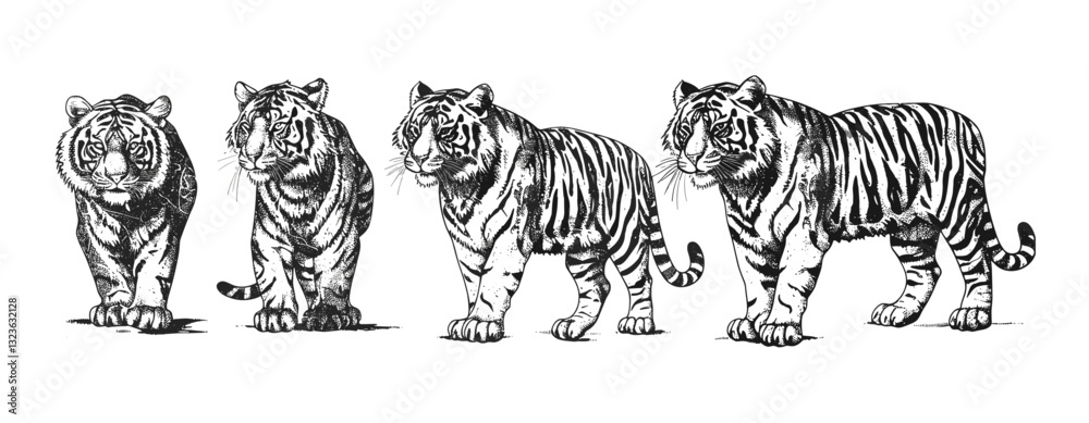 Obraz premium Tiger sketch vector, wild cat Bengal art, vintage tiger drawing, isolated Bengal tiger, wild animal sketch, ink sketch tiger, Bengal background vector art, engrave tiger illustration.