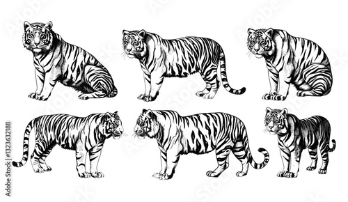 Bengal tiger vector art, vintage tiger illustration, wild cat ink sketch, isolated tiger set, tiger drawing, Bengal tiger background, wild animal vector, hand-drawn tiger.