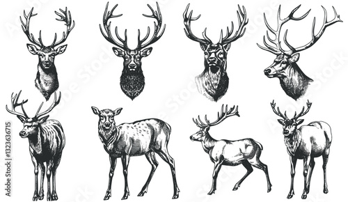 Hand drawn vector deer set, vintage engraving isolated stag, northern reindeer background, ink sketch silhouette, black and white wildlife art, nature scene, forest wildlife