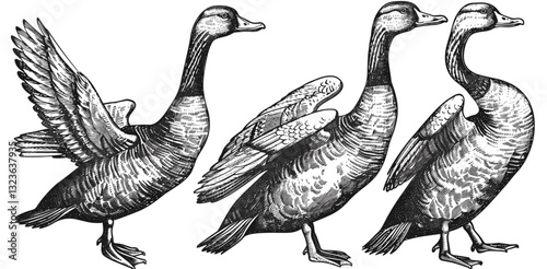Vector art, duck illustration, goose sketch, black and white engraving, hand drawn silhouette, farm birds, wildlife sketch, geese silhouette, farm bird background, vintage bird art