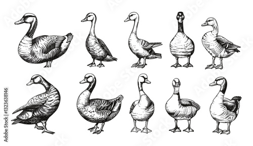 Vintage engraving, goose ink sketch, black and white vector, duck illustration, farm bird silhouette, hand drawn image, wildlife art, geese sketch, farm animals, bird illustration
