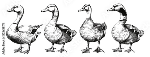Hand drawn vector image, vintage engraving, duck and goose sketch, farm bird art, wildlife sketch, black and white illustration, farm birds, animal silhouette, bird engraving, nature art