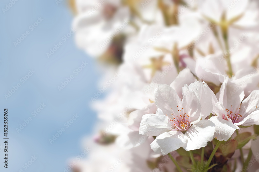 Kirschblüten Kirschblüten