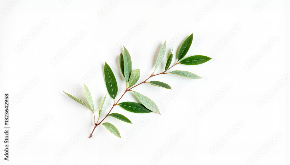 Fototapeta premium Green leaves on a white background