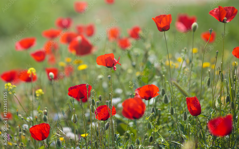 Obraz premium Red poppies in full bloom, surrounded by green grass and dotted with yellow wildflower. Blurred background creates dreamy effect, highlighting delicate petals and natural beauty of flowers
