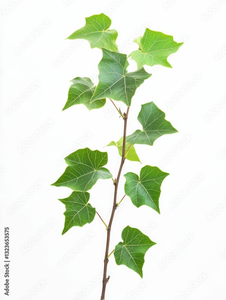 Naklejka premium Tulip Poplar Tree in Autumn. White Background for Botanic Gardening