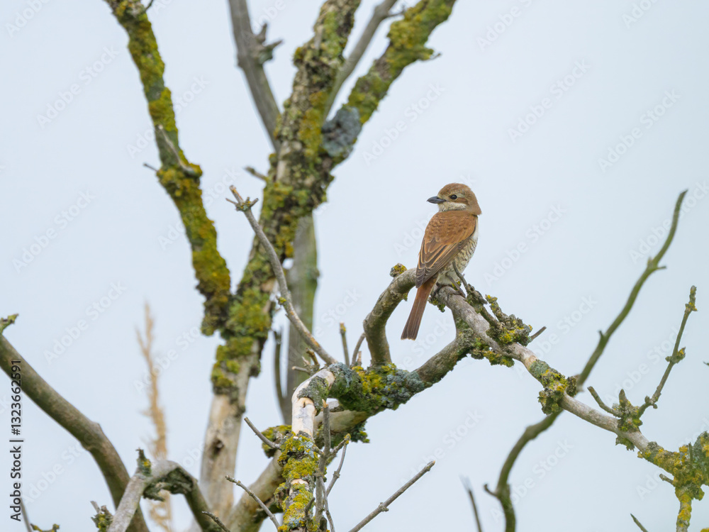 A female Red Backed Shrike sitting on a bush A female Red Backed Shrike sitting on a bush