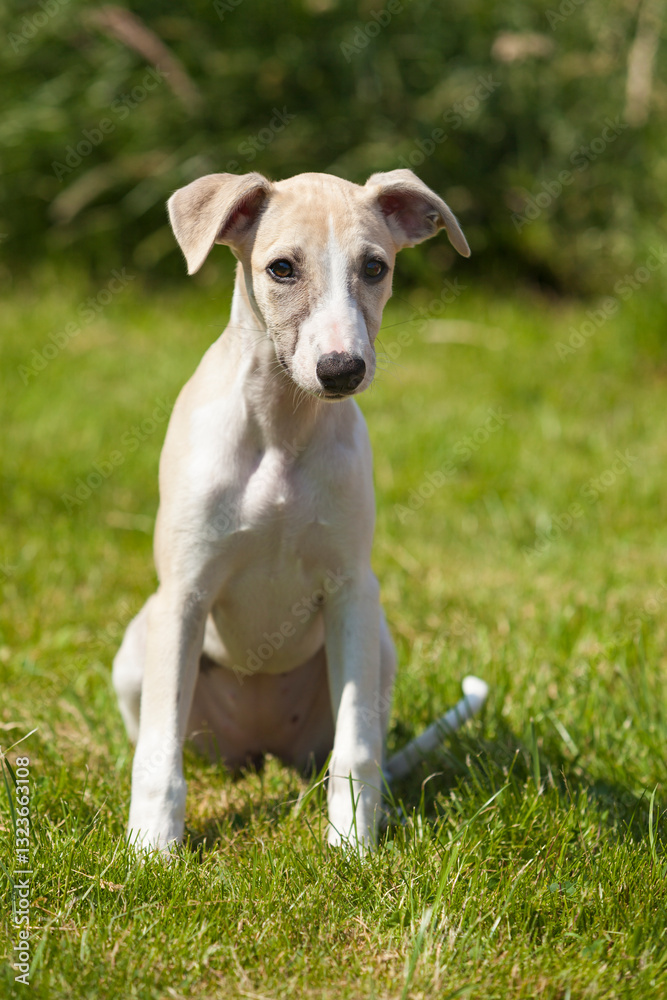 Whippet Puppy sitting on the lawn Whippet Puppy sitting on the lawn