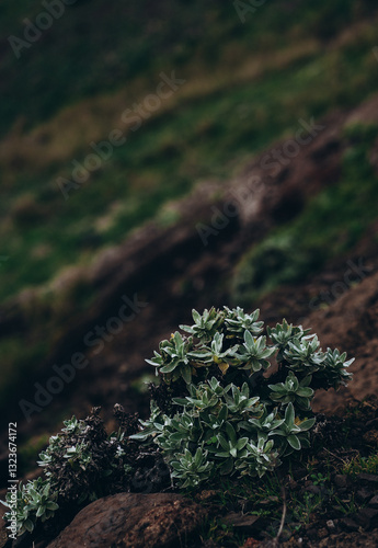 green moss on the rock